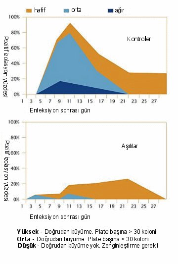 Nobilis salenvac T’nin S. typhimurium’un saçılması üstündeki etkisi