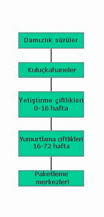 yumurta üretimi