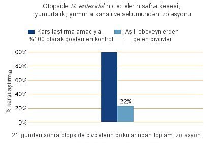 Otopside S. enteridis’in civcivlerin safra kesesi, yumurtalık, yumurta kanalı ve sekumundan izolasyonu